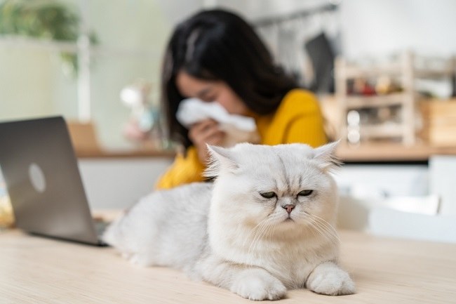 Alergi Bulu Kucing, Kenali Gejala dan Penanganannya - Alodokter