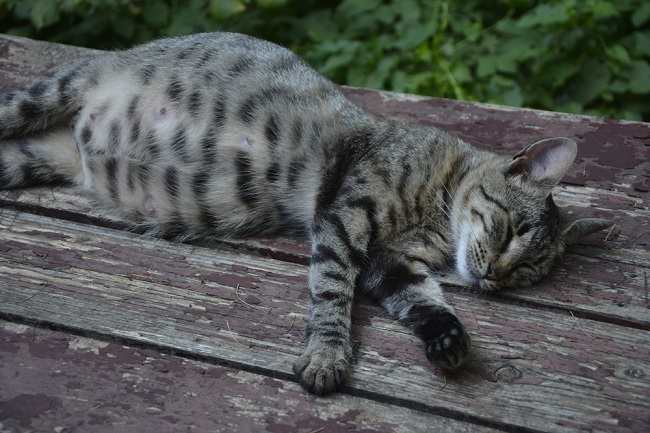 8 Tanda Kucing Mau Melahirkan yang Harus Diperhatikan - Alodokter