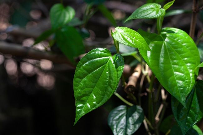 12 Manfaat Daun Sirih Untuk Kesehatan Jangan Sampai Terlewatkan 12 Manfaat Daun Sirih Untuk Kesehatan Jangan Sampai Terlewatkan
