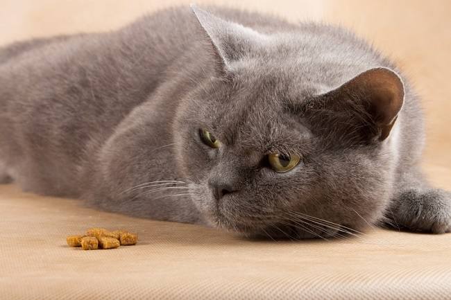 8 Makanan untuk Kucing Diare - Alodokter