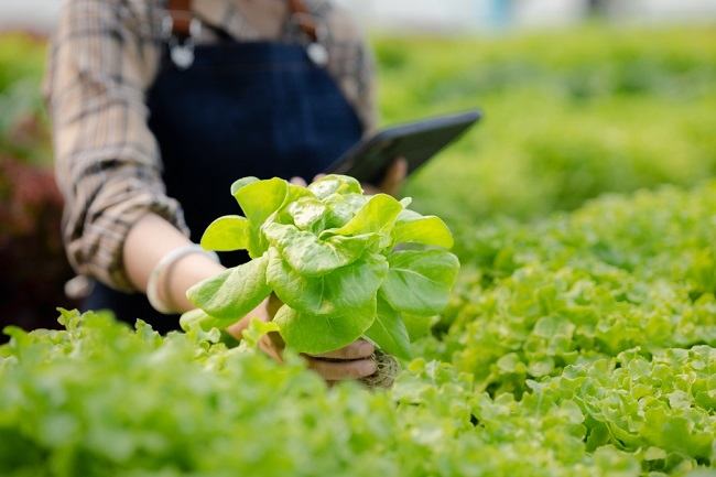 Ini Fakta Tentang Sayur Organik yang Perlu Anda Ketahui - Alodokter