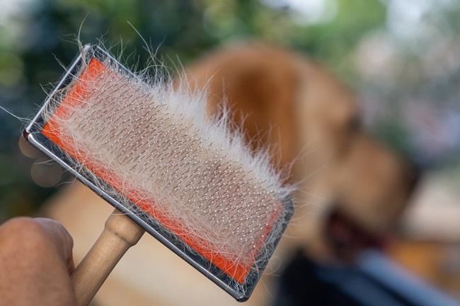 9 Penyebab Bulu Anjing Rontok dan Cara Mengatasinya - Alodokter