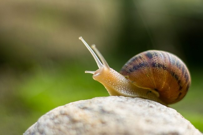 8 Manfaat Bekicot untuk Kesehatan Tubuh - Alodokter