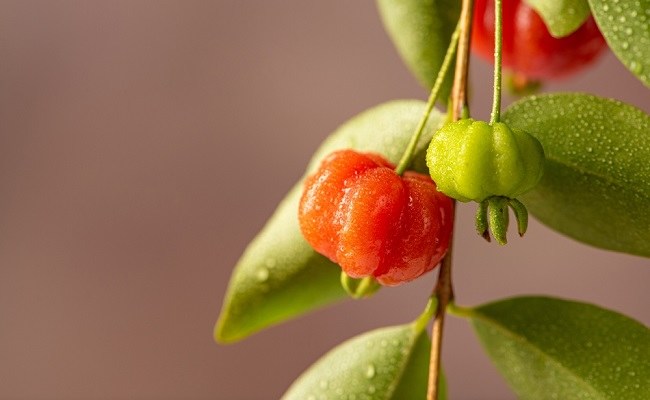 Dewandaru, the Fruit of a Million Benefits that are Rarely Known