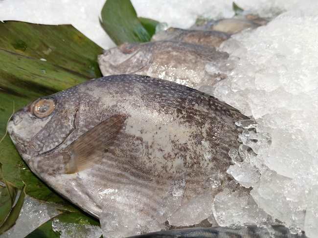 Ikan Baronang, Ketahui 7 Manfaatnya bagi Tubuh - Alodokter