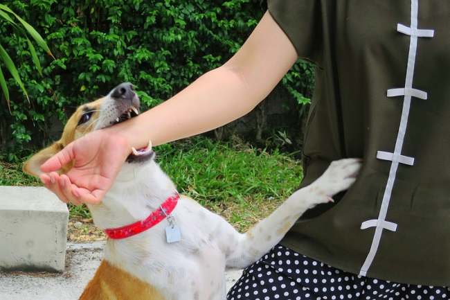 Rabies, Gigitan Hewan yang Membahayakan Manusia - Alodokter