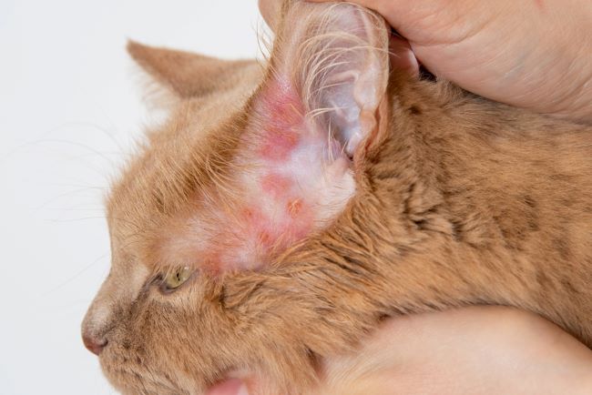 Jamur pada Kucing, Ketahui Jenis dan Cara Menanganinya - Alodokter