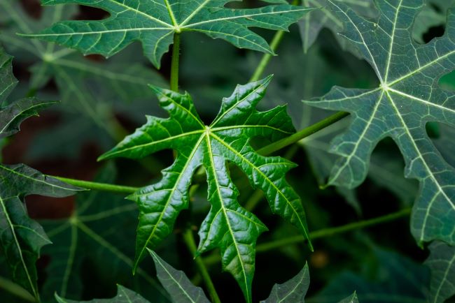 10 Manfaat Daun Pepaya Jepang bagi Kesehatan - Alodokter