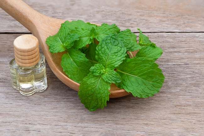 Spearmint, Inilah 8 Manfaat dan Tips Penyajiannya - Alodokter