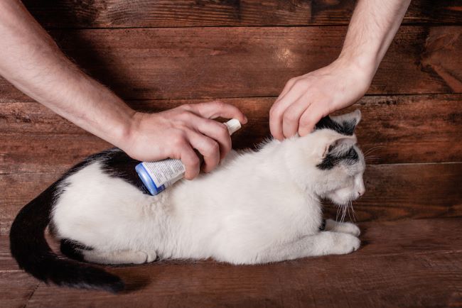 6 Cara Menghilangkan Kutu Kucing yang Efektif - Alodokter