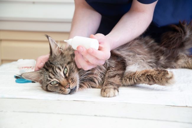 7 Obat Tetes Telinga Kucing yang Ampuh dan Aman - Alodokter