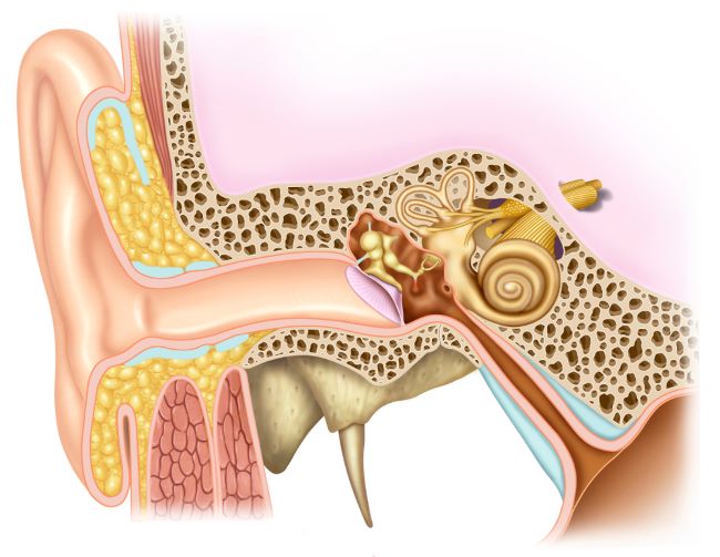 Mengenal Bagian Telinga dan Fungsinya - Alodokter
