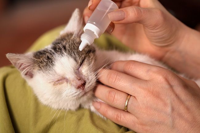 8 Obat Mata Kucing yang Ampuh dan Efektif - Alodokter