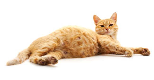 5 Perbedaan Kucing Hamil dan Gendut yang Perlu Diketahui - Alodokter