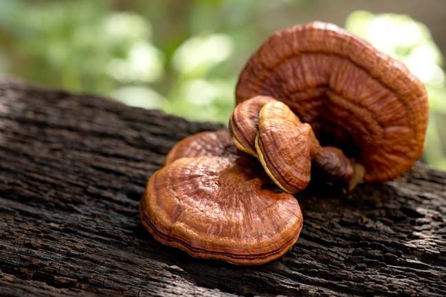 Jamur Reishi Kenali Manfaat Dan Risikonya Pada Tubuh Alodokter