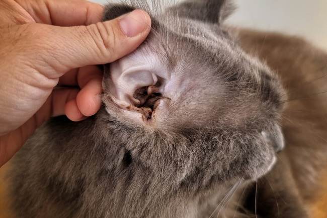 Kutu Telinga Kucing, Ketahui Gejala dan Cara Mengatasinya - Alodokter