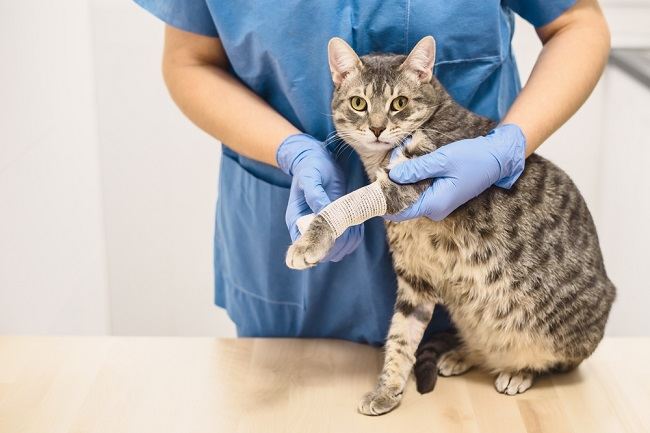 Kaki Kucing Pincang, Ketahui Penyebab dan Cara Menanganinya - Alodokter