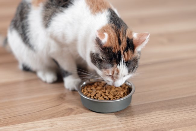 Dry Food Kucing, Ketahui Kandungan Beserta Kelebihan dan Kekurangannya - Alodokter