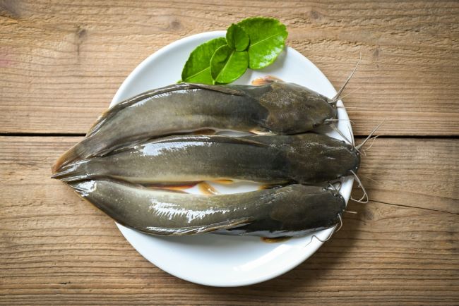9 Manfaat Ikan Lele untuk Anak yang Perlu Bunda Tahu - Alodokter