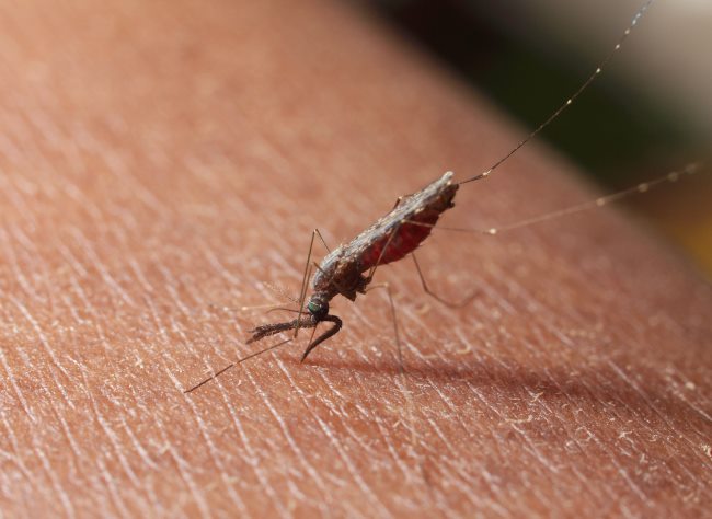 Nyamuk Anopheles, Ketahui Ciri-Ciri dan Cara Mencegah Perkembangbiakannya - Alodokter