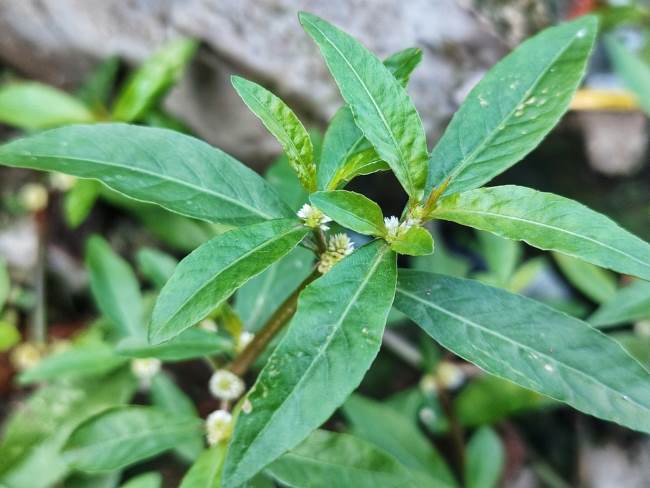 Orang-aring, Tanaman Herba yang Punya Banyak Manfaat - Alodokter