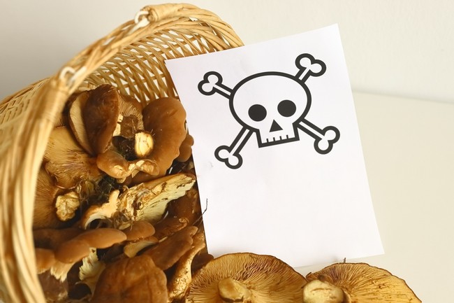 Poisonous Mushroom