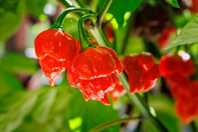 Cabe Carolina Reaper dan Tips Aman Mengonsumsinya - Alodokter