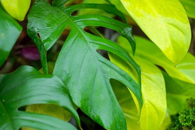 Daun Ekor Naga, Ketahui Manfaat dan Cara Mengonsumsinya - Alodokter