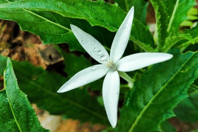 Kitolod, Tumbuhan Liar yang Baik untuk Kesehatan Tubuh - Alodokter