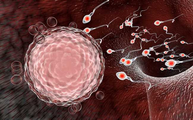 Fertilisasi, Ini yang Perlu Diketahui - Alodokter