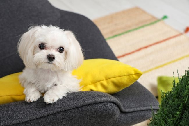 Anjing Maltese, Ini Keunikan dan Cara Merawatnya - Alodokter