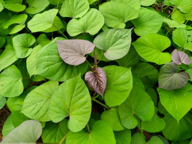 Daun Ubi, Ketahui Kandungan dan Manfaatnya bagi Kesehatan - Alodokter