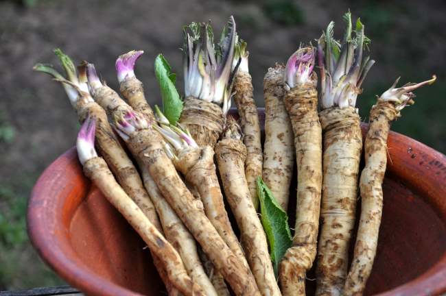 Horseradish, Inilah Nutrisi, Manfaat, dan Cara Mengonsumsinya - Alodokter