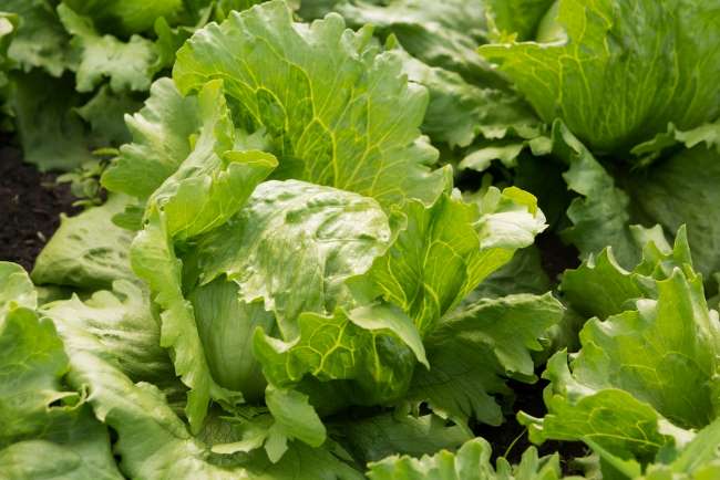 The Role of Nutrition in Increasing Children's Immunity