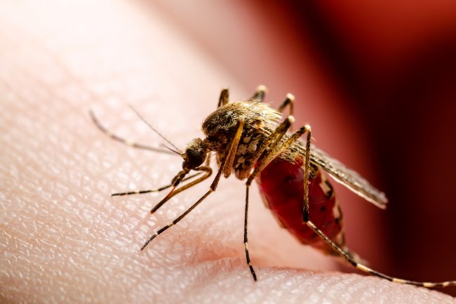 Japanese Encephalitis