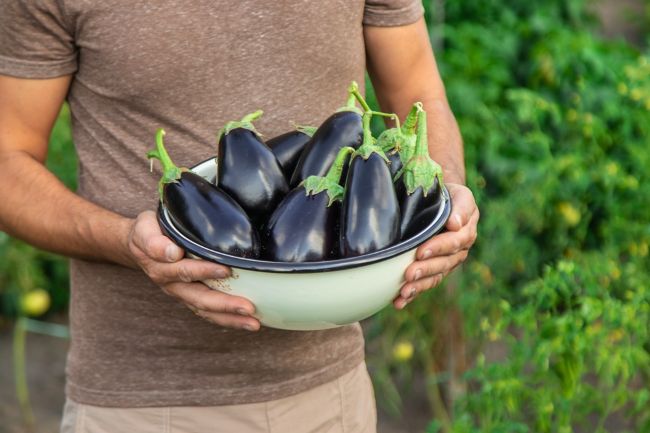 Menjaga Kesehatan Pria: Temukan Manfaat Terong yang Menarik Menjaga Kesehatan Pria: Temukan Manfaat Terong yang Menarik