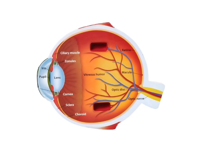 Vitreous Humor, Kenali Fungsi dan Gangguan yang Bisa Terjadi - Alodokter