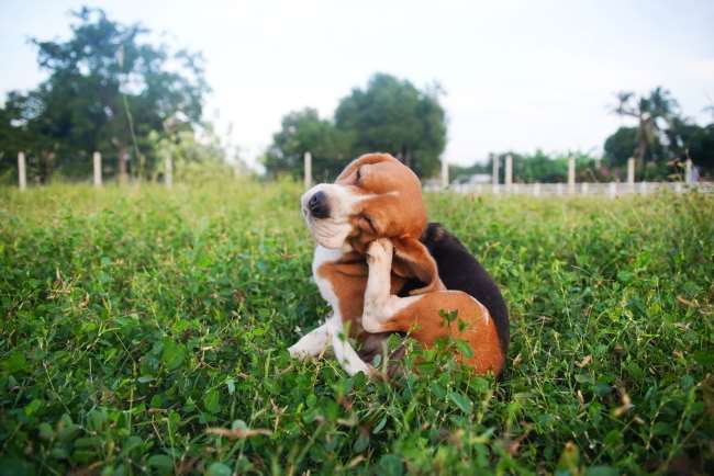 8 Cara Menghilangkan Kutu Anjing yang Paling Ampuh - Alodokter