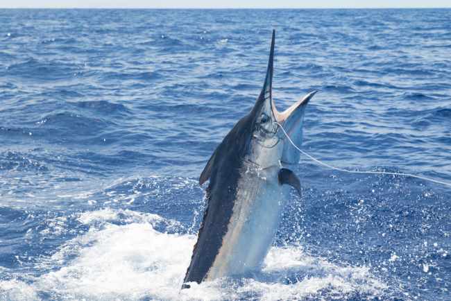 Ikan Marlin, Ini Kandungan Nutrisi dan Manfaat Kesehatannya - Alodokter