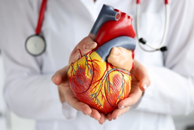 Memahami Sistem Peredaran Darah Besar dan Kecil - Alodokter