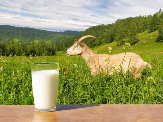 6 Manfaat Susu Kambing untuk Anak yang Perlu Diketahui Para Ibu - Alodokter