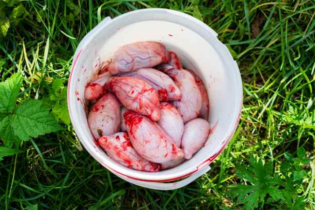 Torpedo Kambing, Ini Manfaat, Risiko, dan Fakta Medisnya - Alodokter