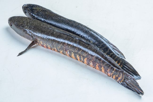 Ikan Toman, Ini Kandungan Gizi dan Manfaatnya untuk Kesehatan - Alodokter