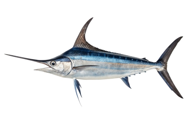 Ikan Todak, Ini Kandungan Gizi dan Manfaatnya untuk Kesehatan - Alodokter