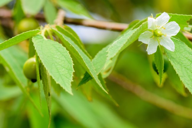 5 Manfaat Daun Kersen dan Cara Aman Mengonsumsinya - Alodokter