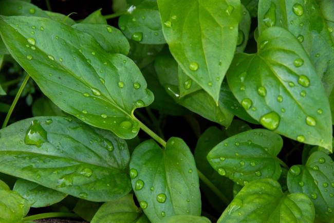 5 Manfaat Keladi Tikus dan Tips Aman Mengonsumsinya - Alodokter