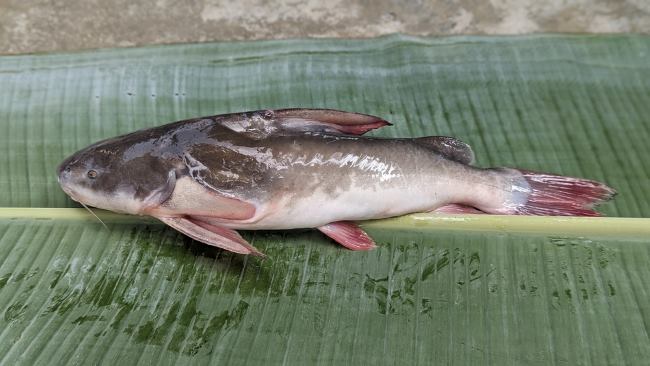 Ikan Baung, Inilah Manfaat dan Tips Mengolahnya - Alodokter