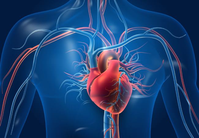 Cara Kerja Organ Peredaran Darah Manusia - Alodokter