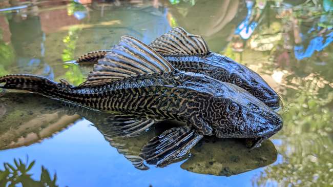Ikan Sapu-Sapu, Ini Kandungan Gizi dan Manfaatnya untuk Kesehatan - Alodokter