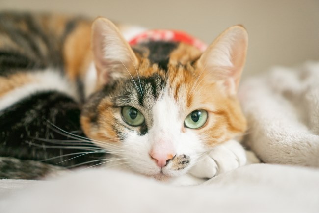 Kucing Calico, Inilah Ciri Khas dan Cara Merawatnya - Alodokter